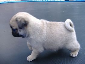 Masse's Pudgy Pugs